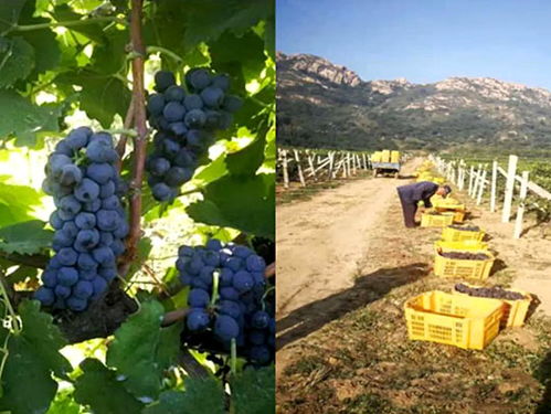 朗格斯酒庄 2020年葡萄园年度报告