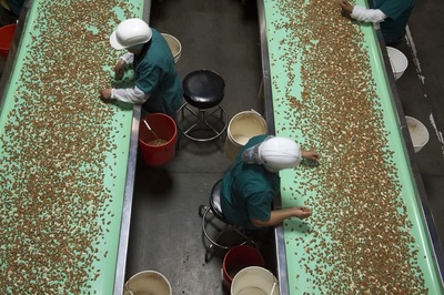 探访加州山谷的巴旦木庄园